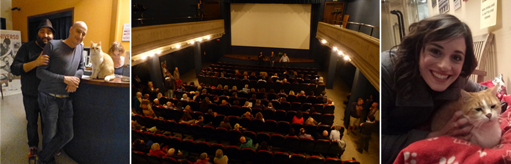 Fulvio, il gatto-mascotte del cinema Lux Padova