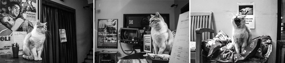 Fulvio, il gatto-mascotte del cinema Lux Padova